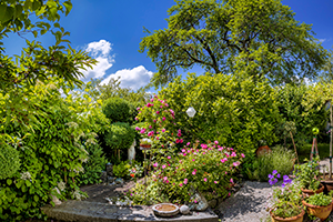 Hitzeschutz für Pflanzen: So übersteht Ihr Garten den Sommer