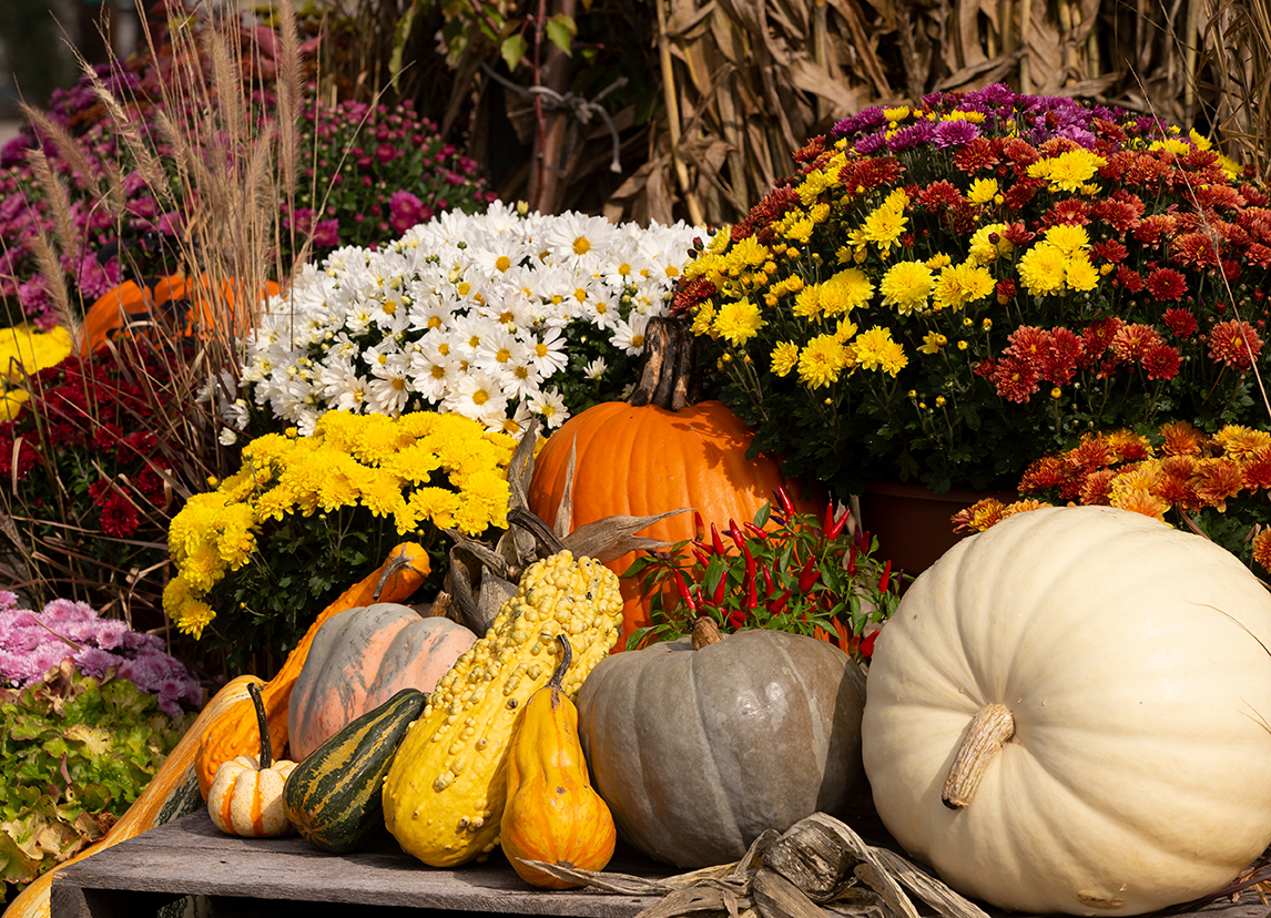 Warum der Herbst ideal für Pflanzarbeiten ist