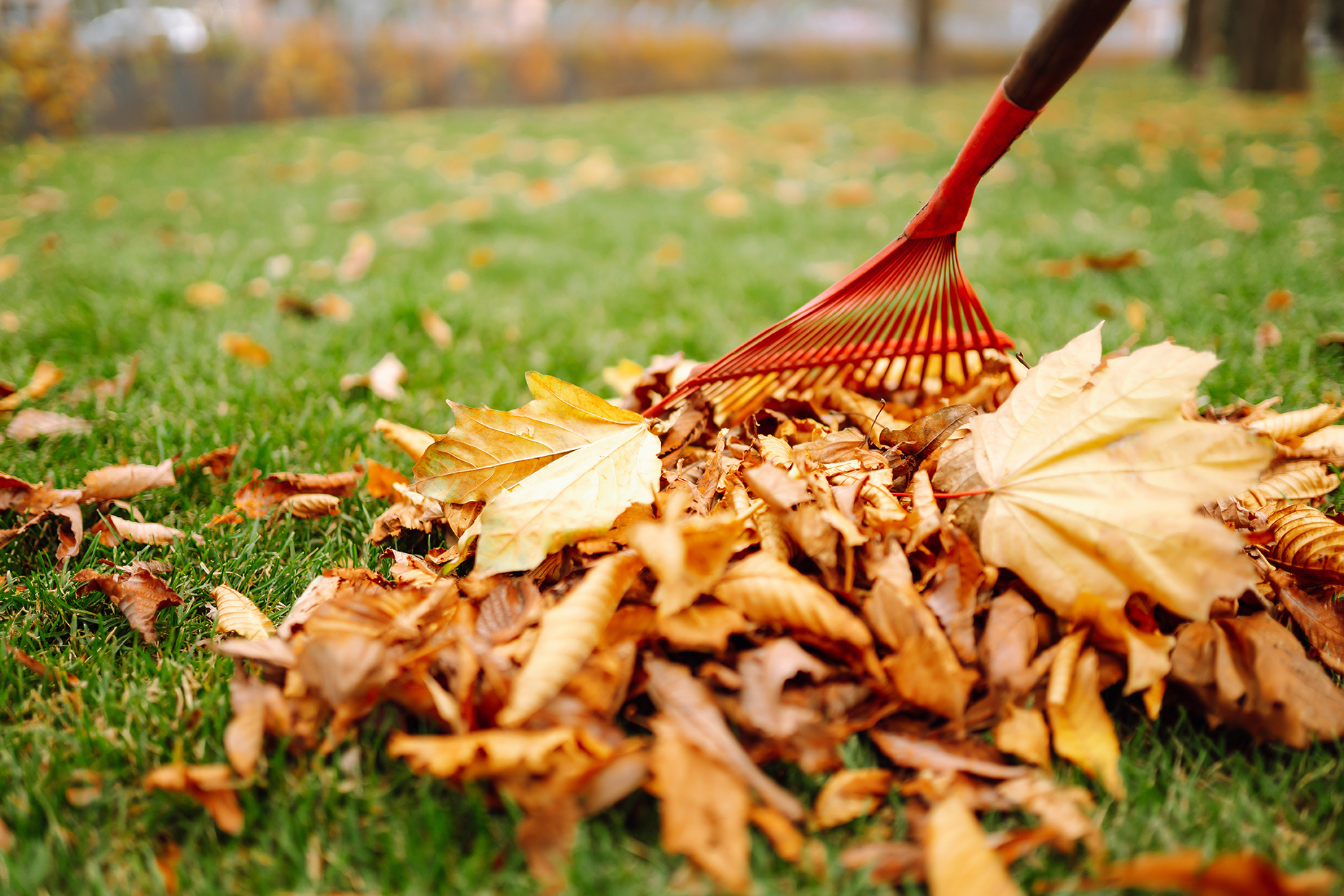 Laub im Garten – entfernen oder liegen lassen?